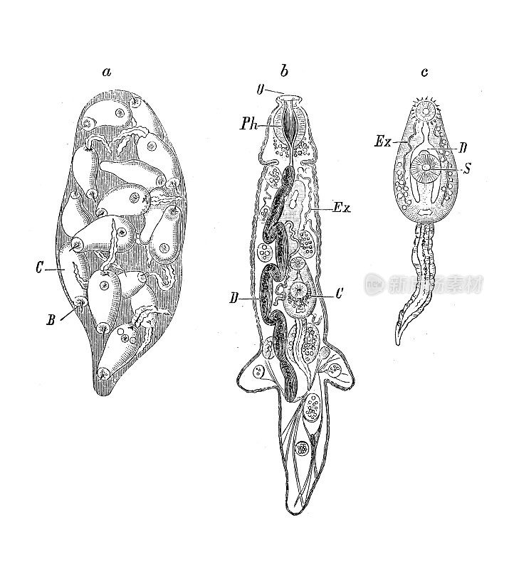 古代生物动物学图像:口齿