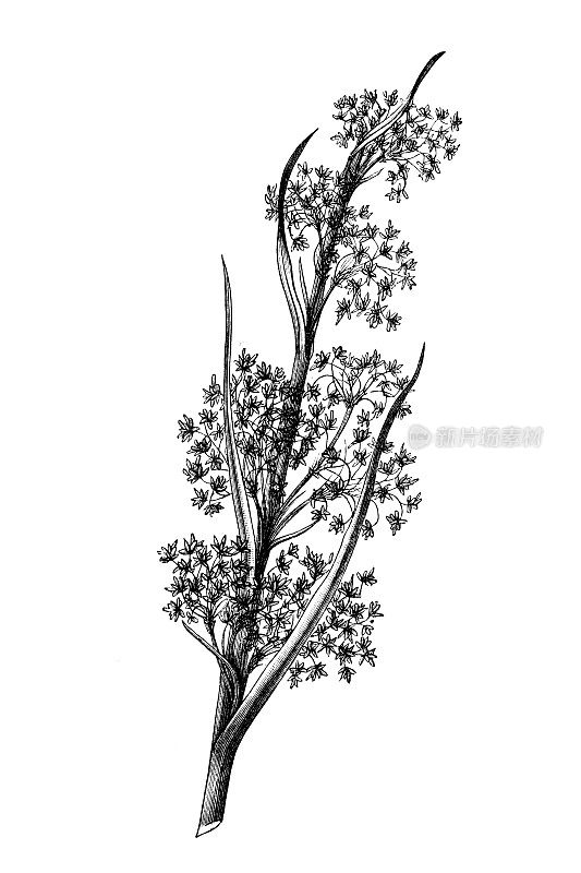 龙葵是莎草科开花植物的一种，俗称沼泽锯草、大茴香、锯草或锯齿莎草。