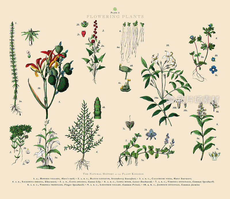 开花植物，植物王国，维多利亚植物插图，大约1853年