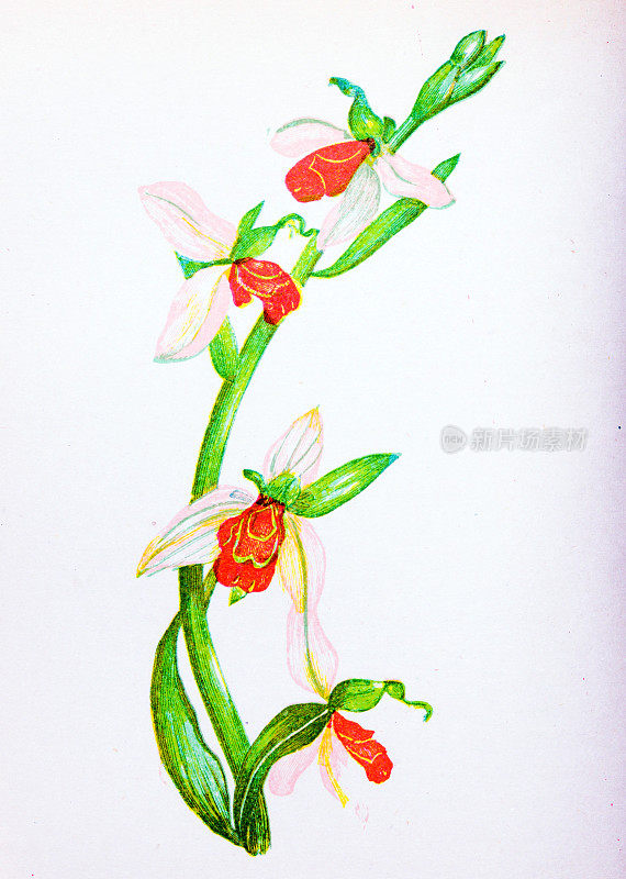 野生花卉的古董植物学插图:蜂兰花，玉花
