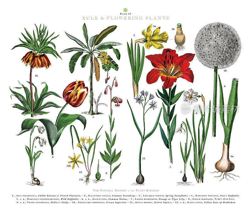 古董雕刻，球茎和开花植物，植物王国，维多利亚植物插图，大约1853年