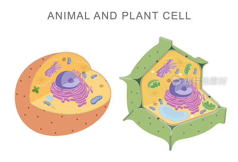 比较动物和植物细胞