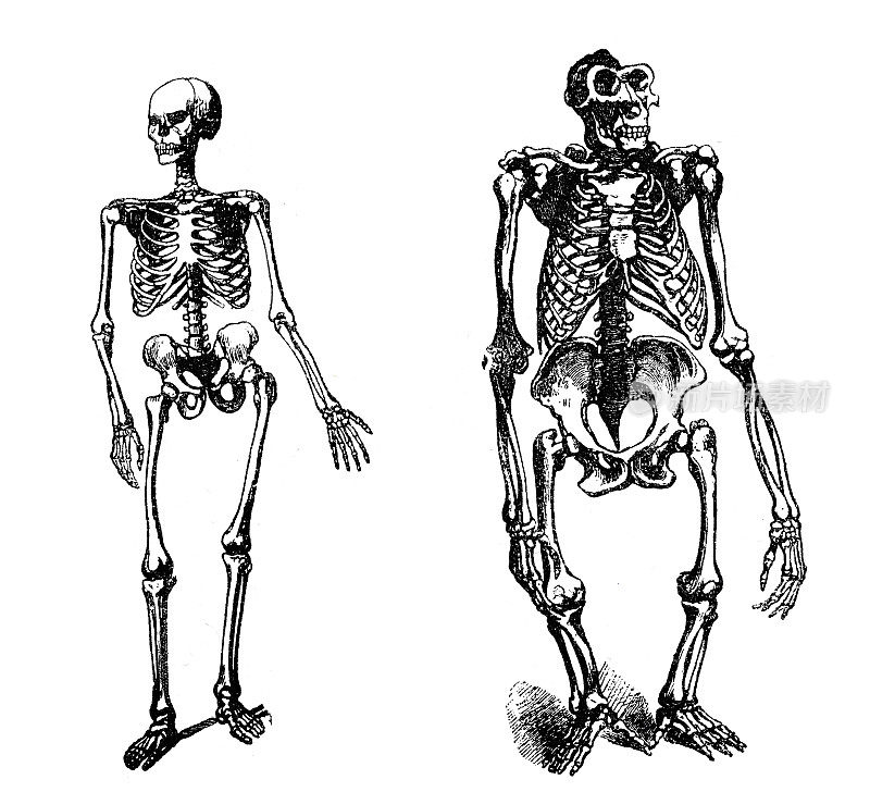 人类骨架vs大猩猩