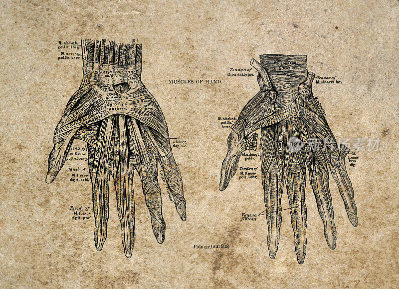 手部肌肉，Palmari表面，解剖学，古典生物医学插图，维多利亚解剖图，19世纪。