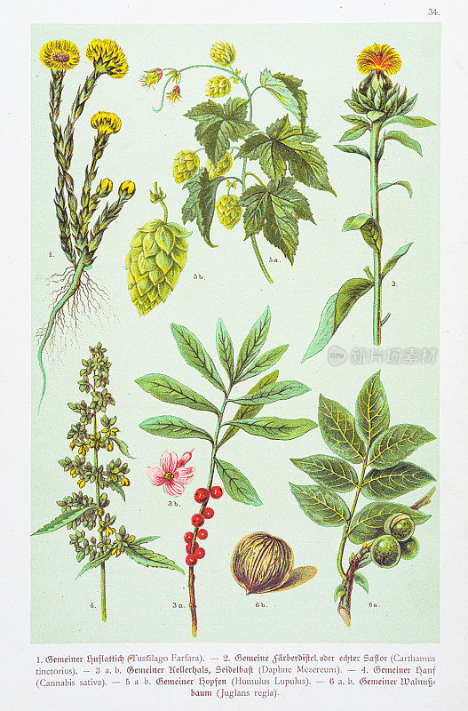 Coltsfoot，红花，Mezereon，大麻，啤酒花，核桃插图1888
