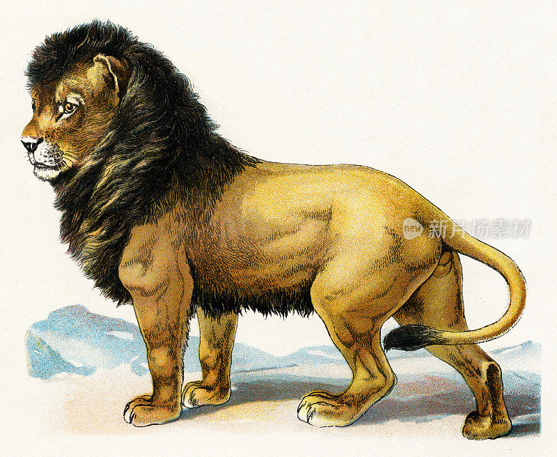 狮子插图1899