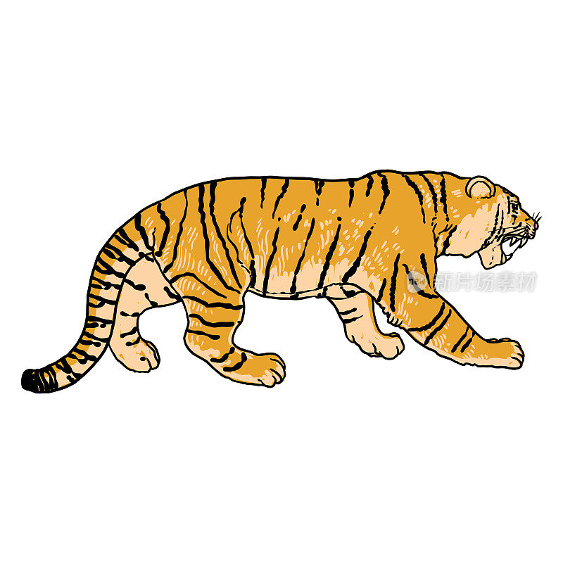老虎走。东北虎或西伯利亚虎，大型野猫。濒危动物来自红皮书，手绘。向量。