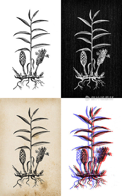 古董植物学插图:生姜、生姜