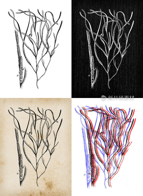 古董植物学插图:藻草、大叶藻