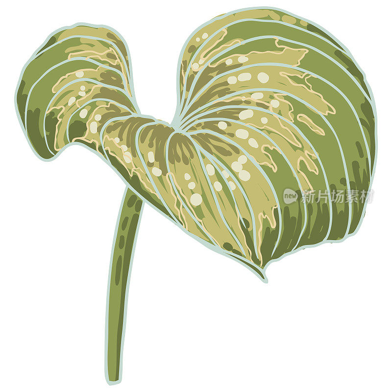 手绘风格化的彩色玉簪叶。热带叶孤立在白色上。用于城市园林绿化的玉簪植物。向量。