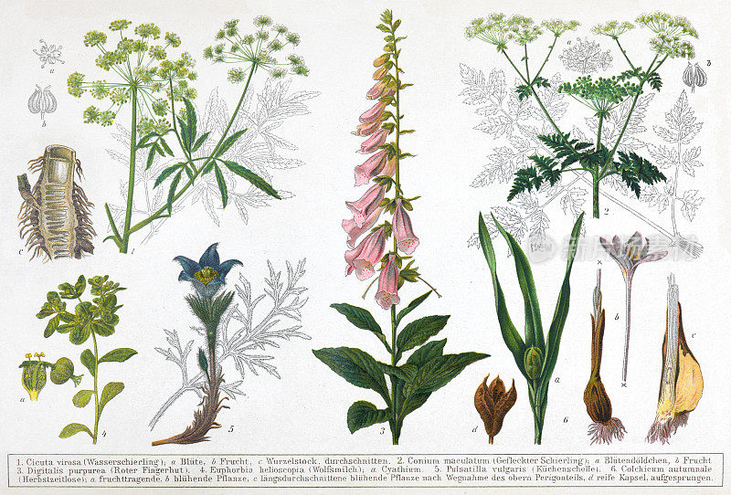 有毒植物(有名字)-老式彩色插图