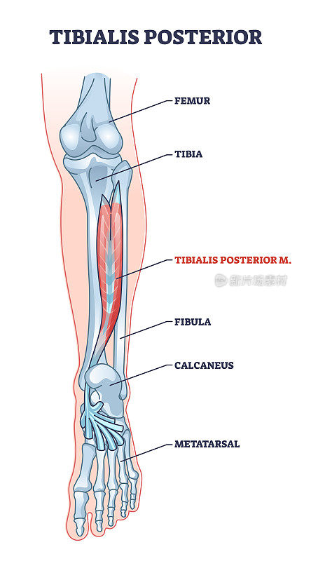 胫后肌与人体腿部骨骼结构轮廓图