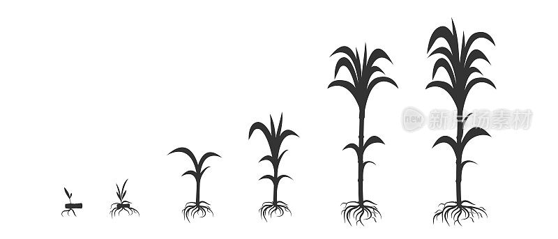 生物学上甘蔗的生长。收获成熟信息图以黑色剪影的形式呈现。