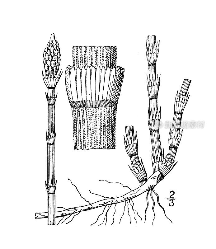 古植物学植物插图:木贼，普通洗涤草