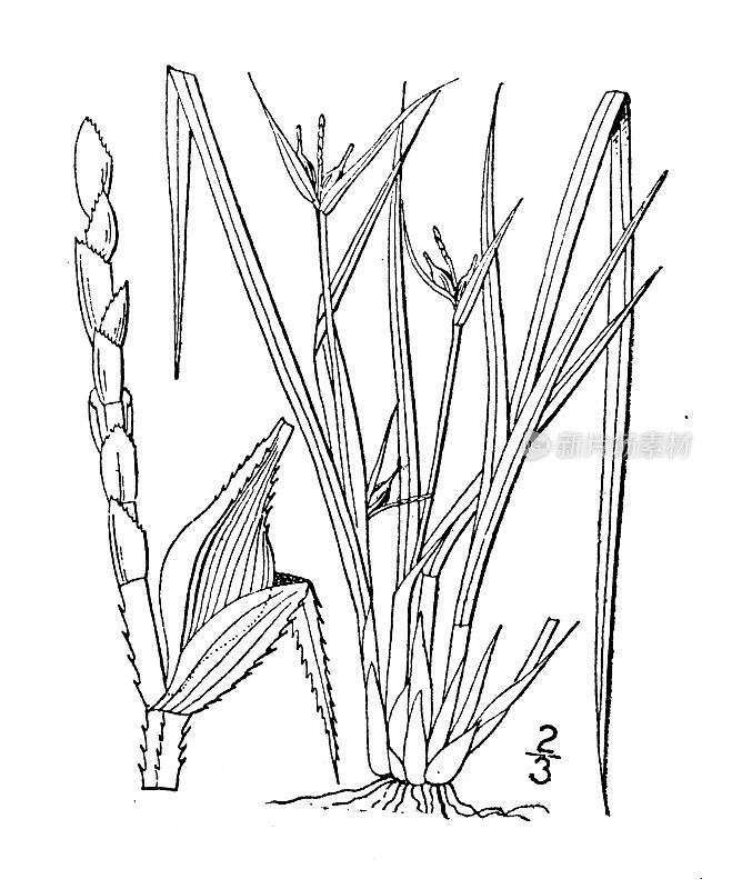 古董植物学植物插图:詹姆斯苔草，詹姆斯的莎草