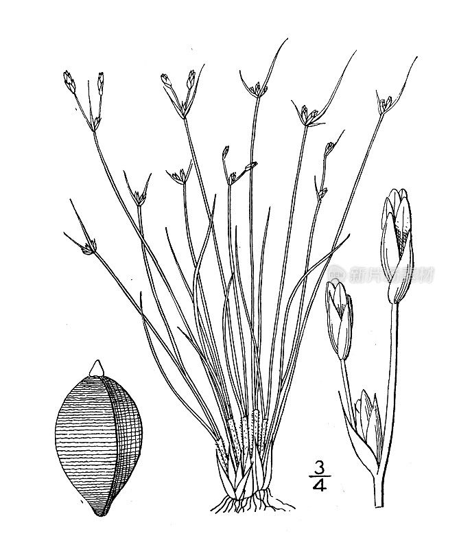 古植物学植物插图:毛状茎叶，毛状茎叶
