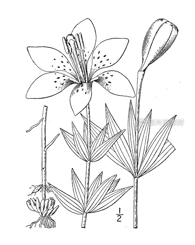 古董植物学植物插图:费城百合，木百合，费城百合