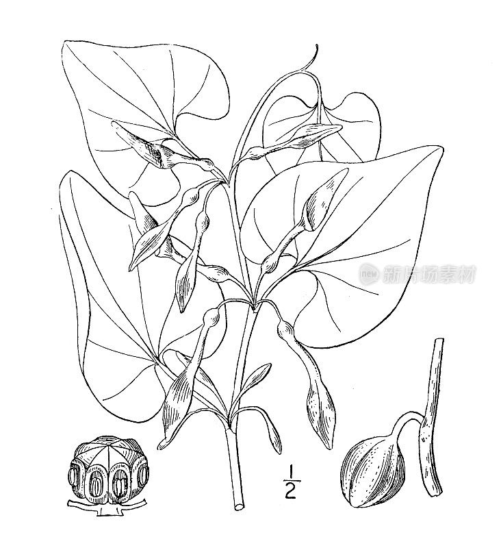 古植物学植物插图:马兜铃、马兜铃