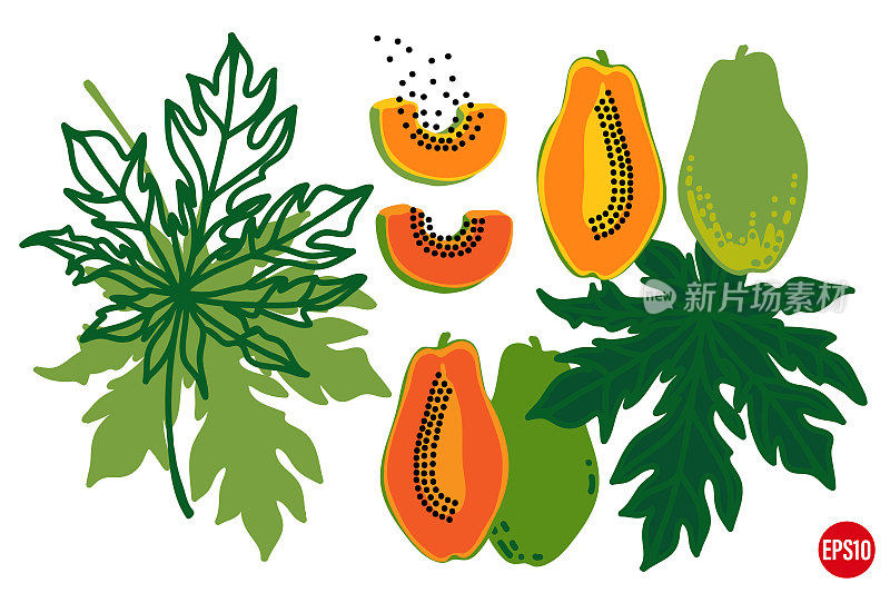 矢量手绘木瓜果实和叶子。热带元素集。木瓜有各种形状的种子。