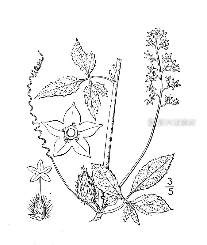 古植物学植物插图:旋花，切叶旋花