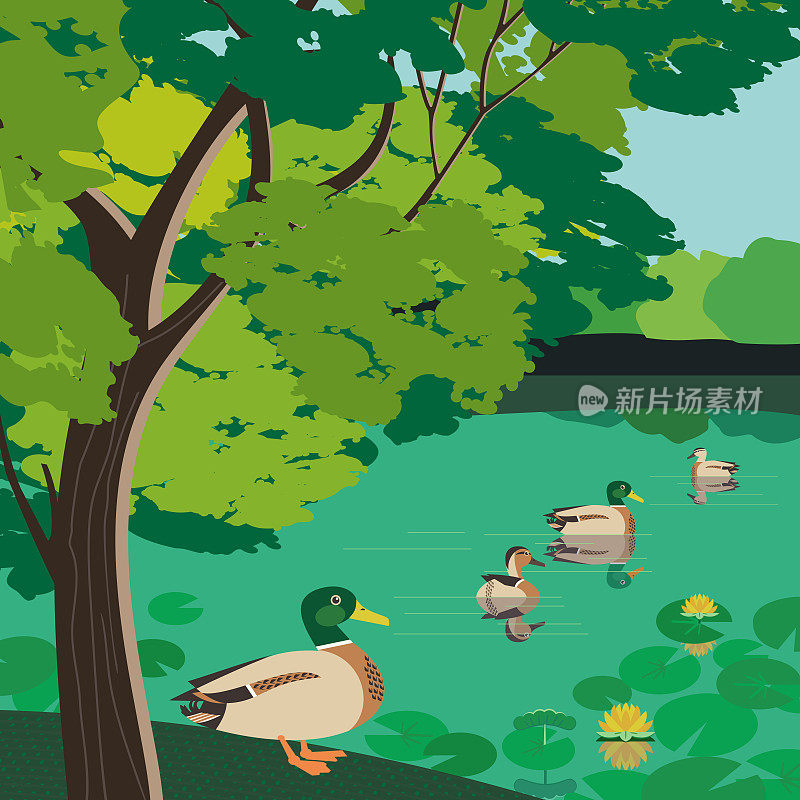 夏季城市花园池塘与鸭子插图