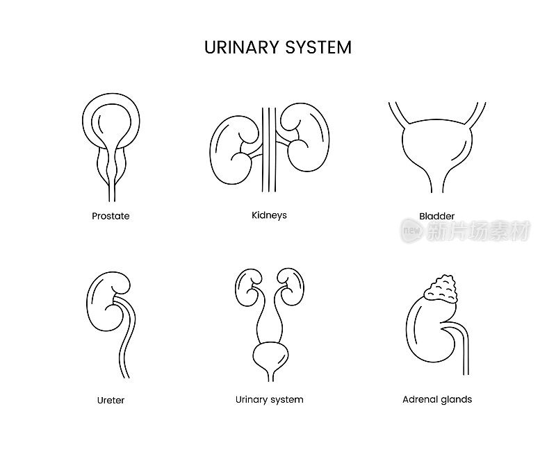 人类的泌尿系统是一组以向量、前列腺和肾脏、膀胱和输尿管、肾上腺为单位的解剖学线条图标。