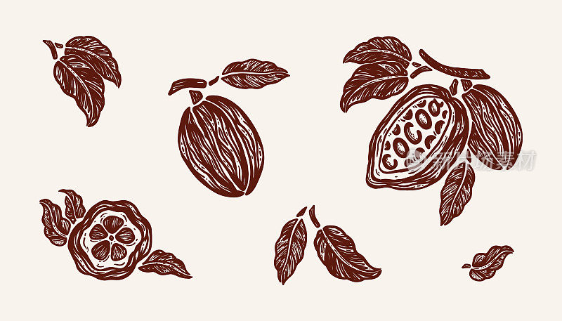 向量可可豆和叶子设置。可可豆荚。生的水果。手绘插图。适合可可粉或巧克力的包装设计。