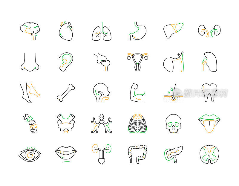 人体器官和解剖相关的矢量线图标。大纲符号集合