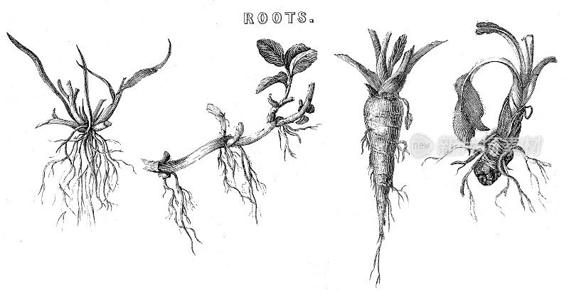 根的类型-胡萝卜，木刻1884年
