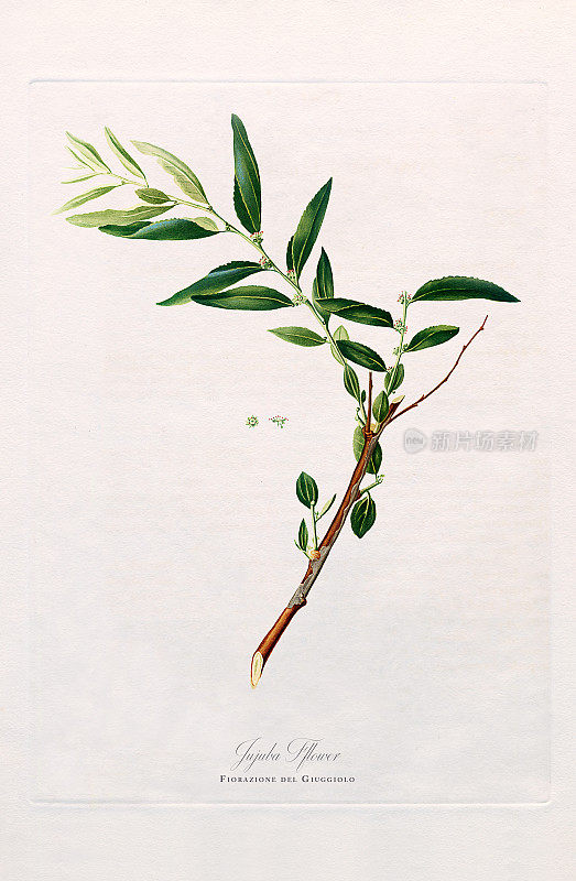 古董插图，枣，植物插图，大约1817年