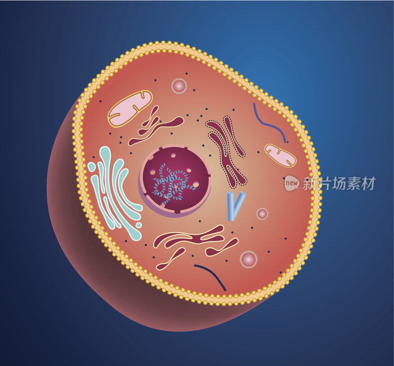 细胞结构