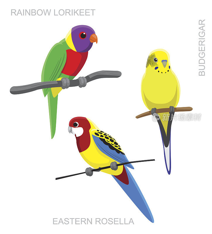 鹦鹉澳大利亚彩色卡通矢量插图