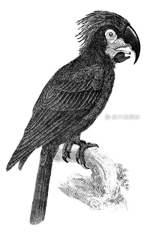 19世纪的鹦鹉雕刻