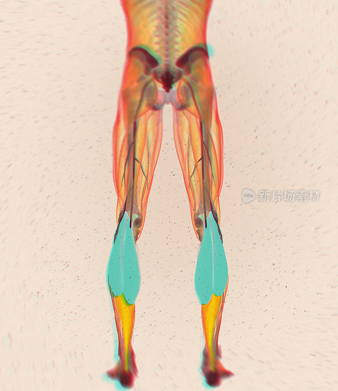 小腿肌肉，人体解剖学，腓肠肌。三维演示