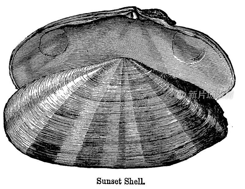 19世纪雕刻的“日落贝壳”海洋双壳类动物;维多利亚时代的贝壳和自然世界