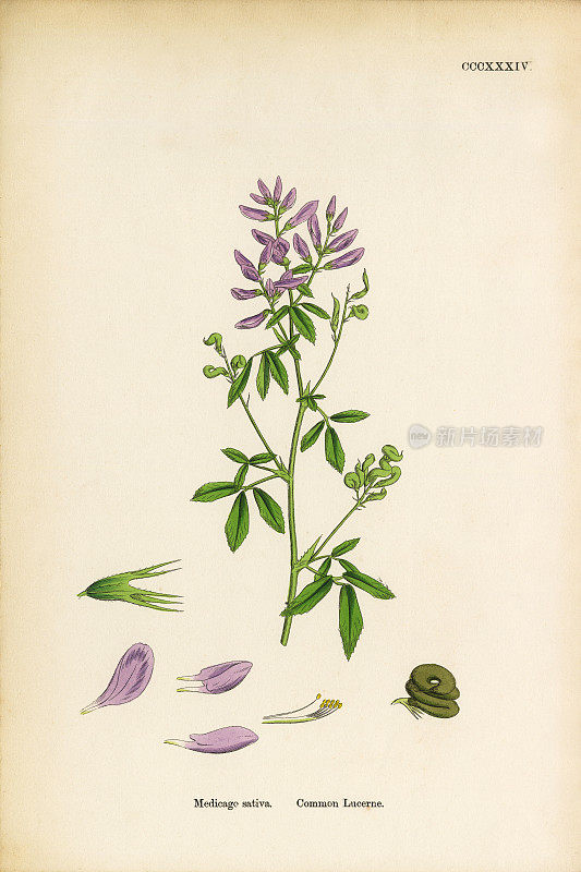 苜蓿，紫花苜蓿，维多利亚植物学插图，1863年