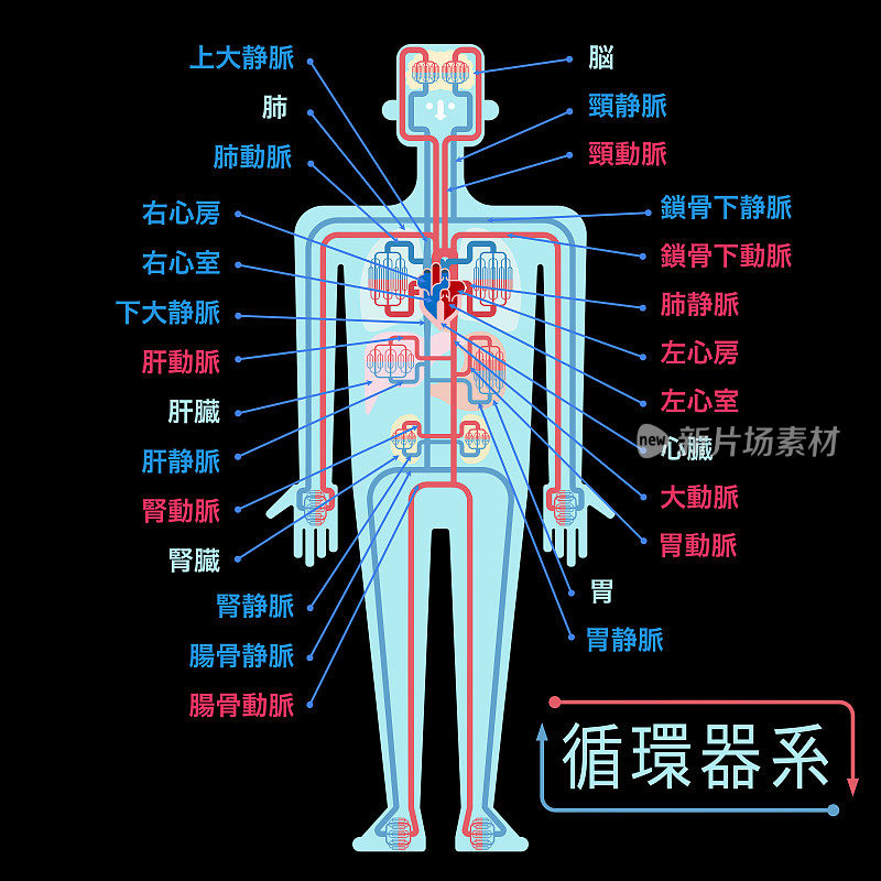 一个简单的心血管系统说明，每个部分的名字用日语写在黑色的背景上