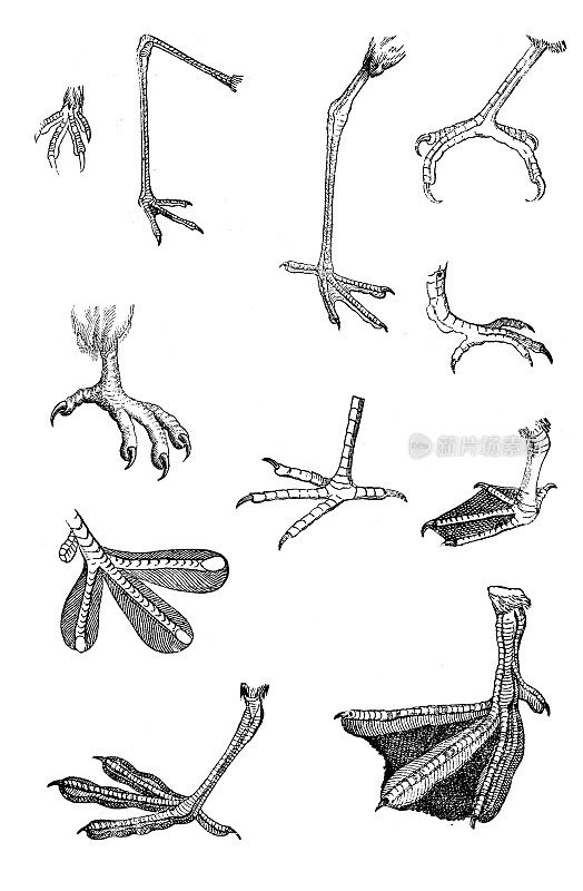 不同鸟类的腿和爪子