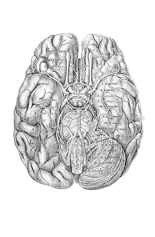 基底动脉位于大脑底部的基底动脉及其分支