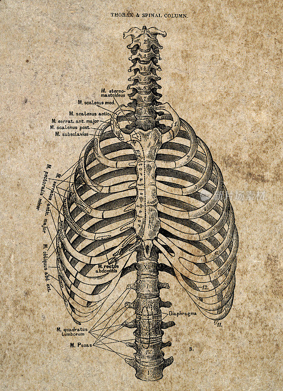 胸和脊柱，古典生物医学插图，维多利亚解剖图，19世纪