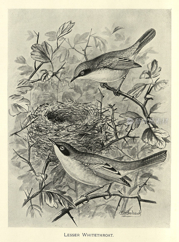 小白喉鸟,小白喉鸟,典型的莺,鸟类野生动物艺术