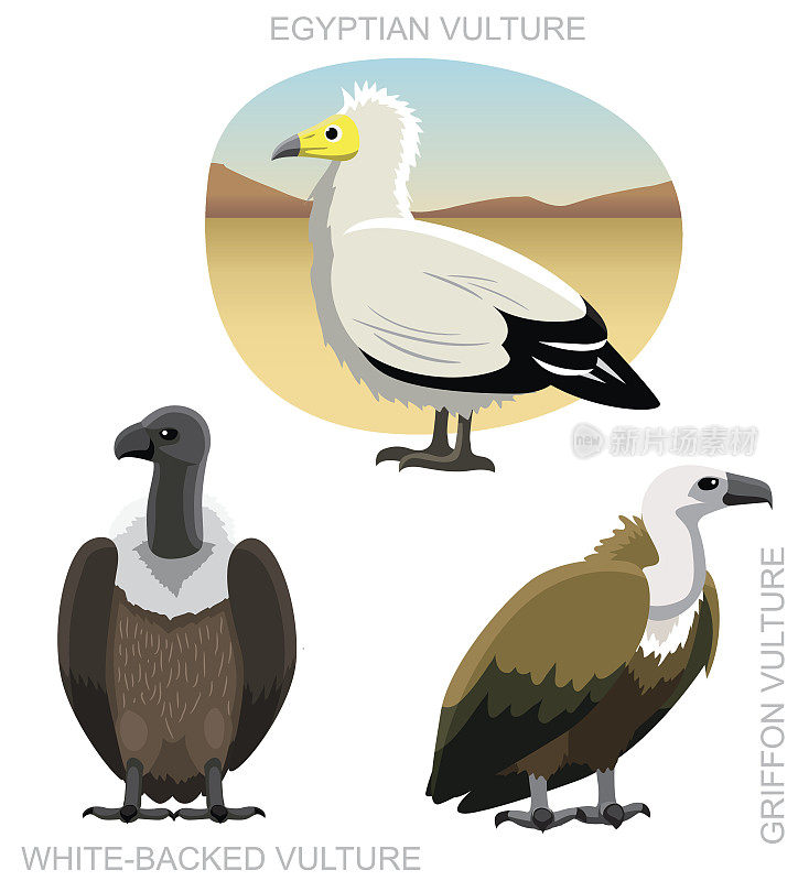 鸟旧世界秃鹫设置卡通矢量插图