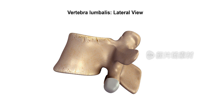 脊椎lumbalis_Lateral视图