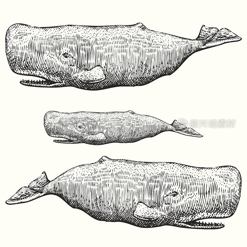 抹香鲸插图