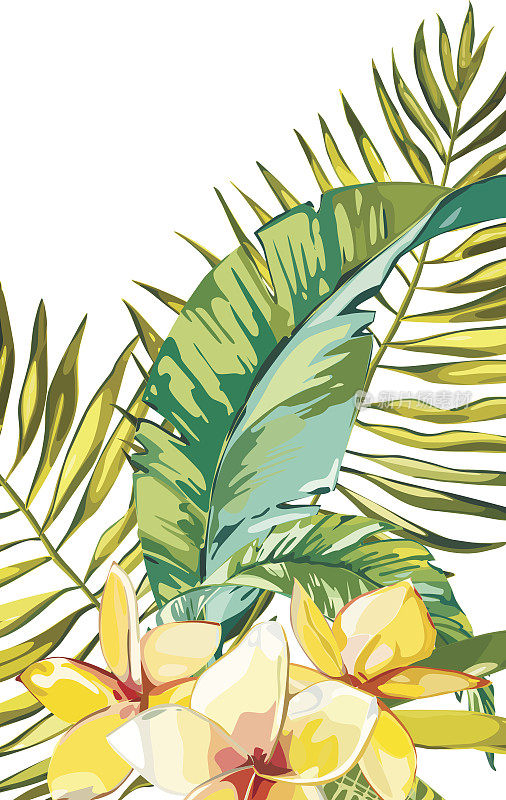 横幅，海报，棕榈叶，丛林叶和鸡蛋花。美丽的矢量花热带夏季背景。每股收益10