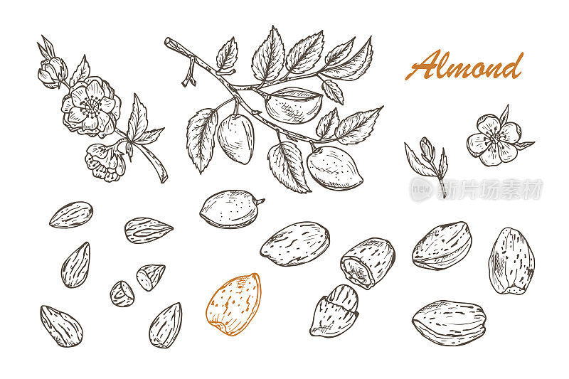 手画杏仁:有叶子和未成熟果实的树枝。盛开的杏仁。坚果和内核。矢量插图。