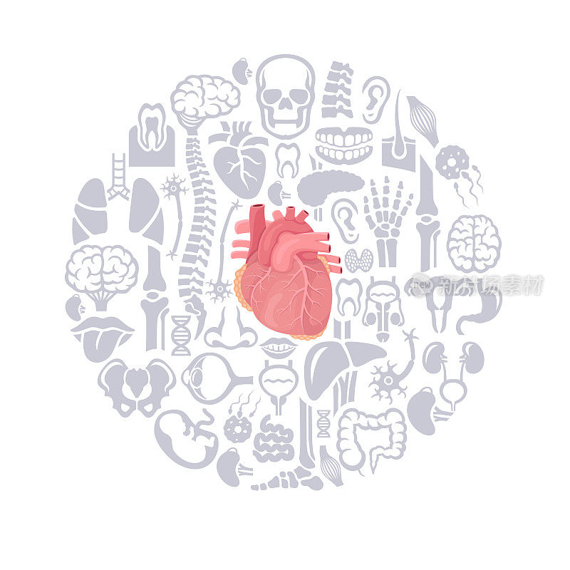 人类心脏设计矢量