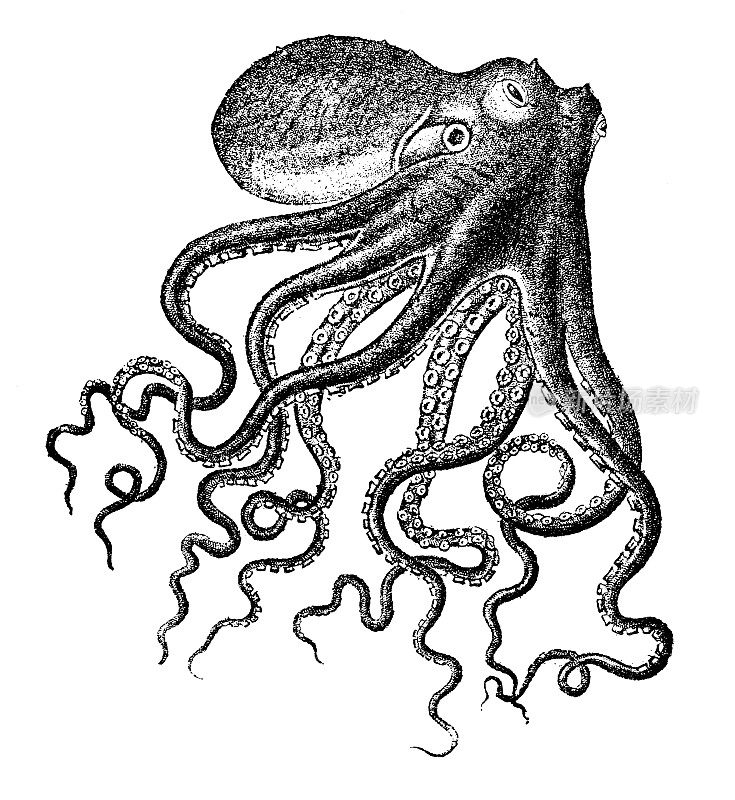 古董动物插图:章鱼