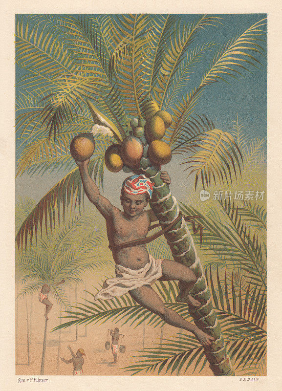椰子采摘器，平版印刷，出版于1883年