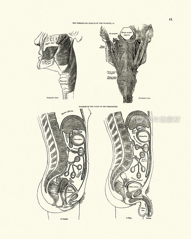 人体解剖学，咽，腹膜，维多利亚解剖学绘图
